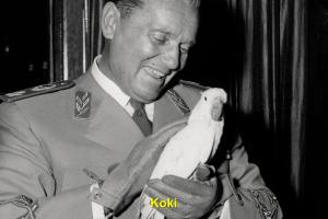 Čau, Koki / NL /  11'